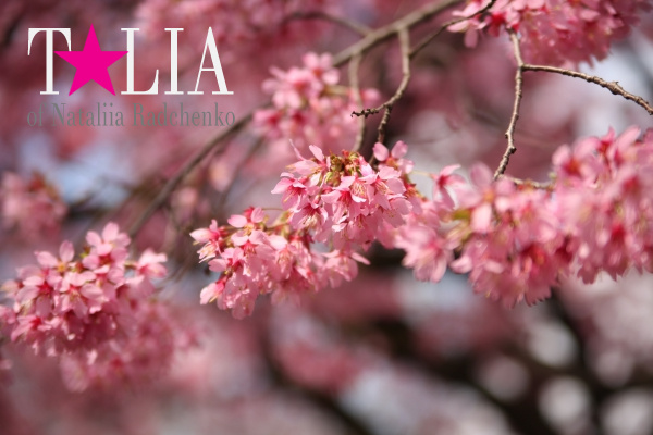 Цветение деревьев. Бруклинский Ботанический сад.