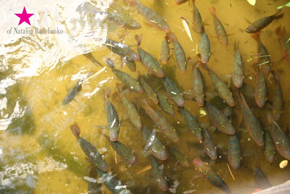 Катание на лодке вокруг Острова обезьян в Стране Львов, Флорида