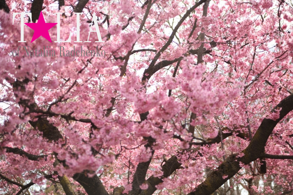 Бруклинский Ботанический Сад в Нью-Йорке (Brooklyn Botanic Garden)