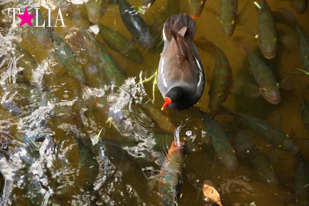 Катание на лодке вокруг Острова обезьян в Стране Львов, Флорида