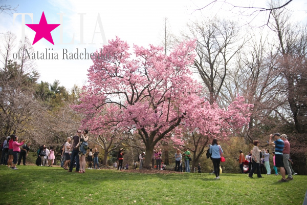 Цветение деревьев. Бруклинский Ботанический сад.