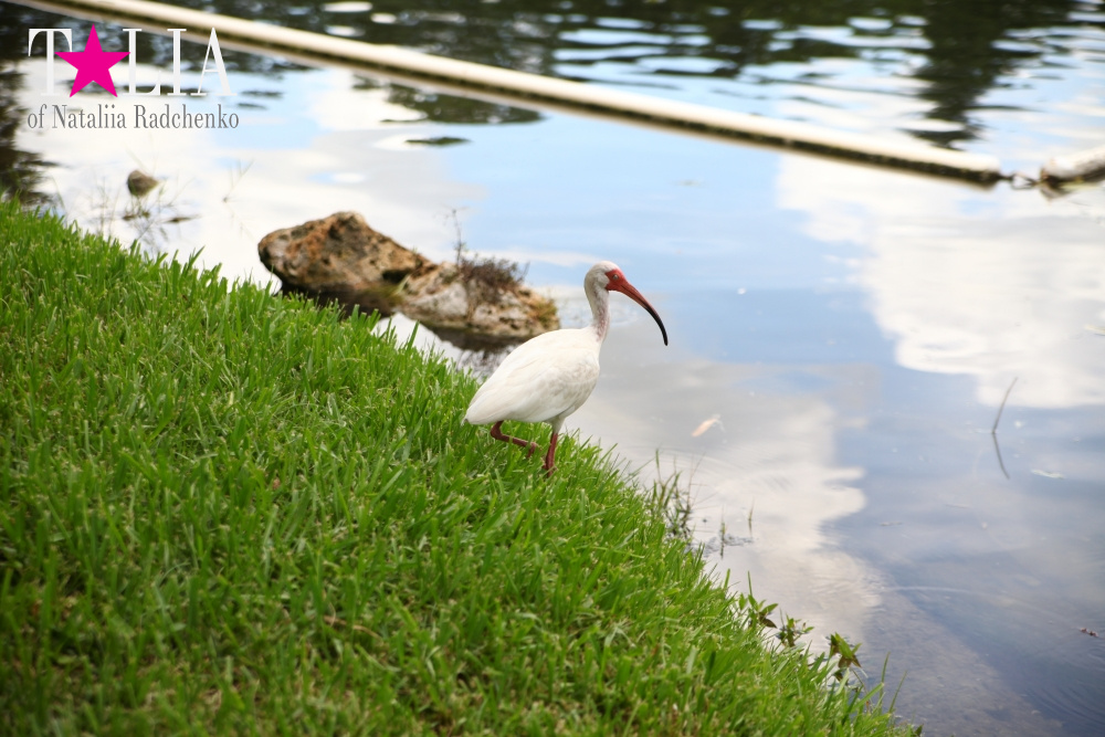 Катание на лодке вокруг Острова обезьян в Стране Львов, Флорида