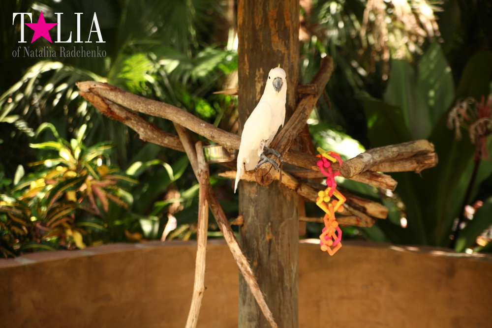 Катание на лодке вокруг Острова обезьян в Стране Львов, Флорида