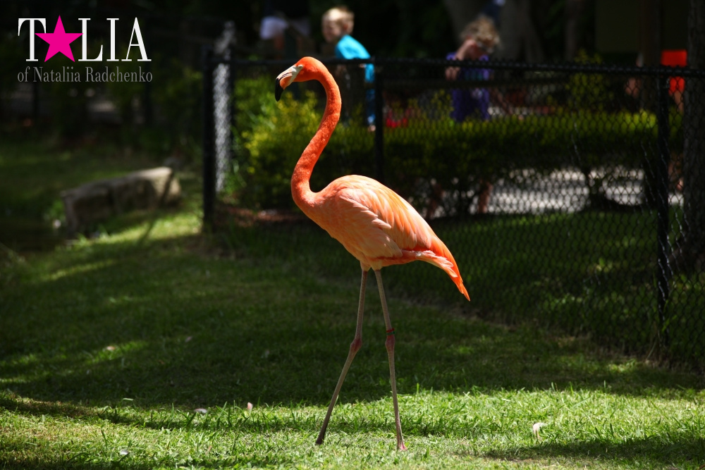 Катание на лодке вокруг Острова обезьян в Стране Львов, Флорида