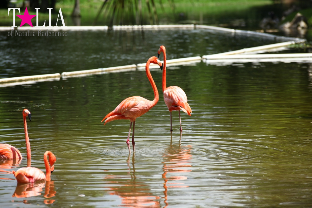 Катание на лодке вокруг Острова обезьян в Стране Львов, Флорида