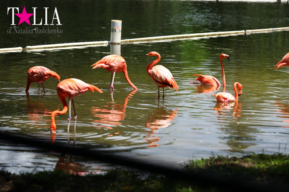 Катание на лодке вокруг Острова обезьян в Стране Львов, Флорида
