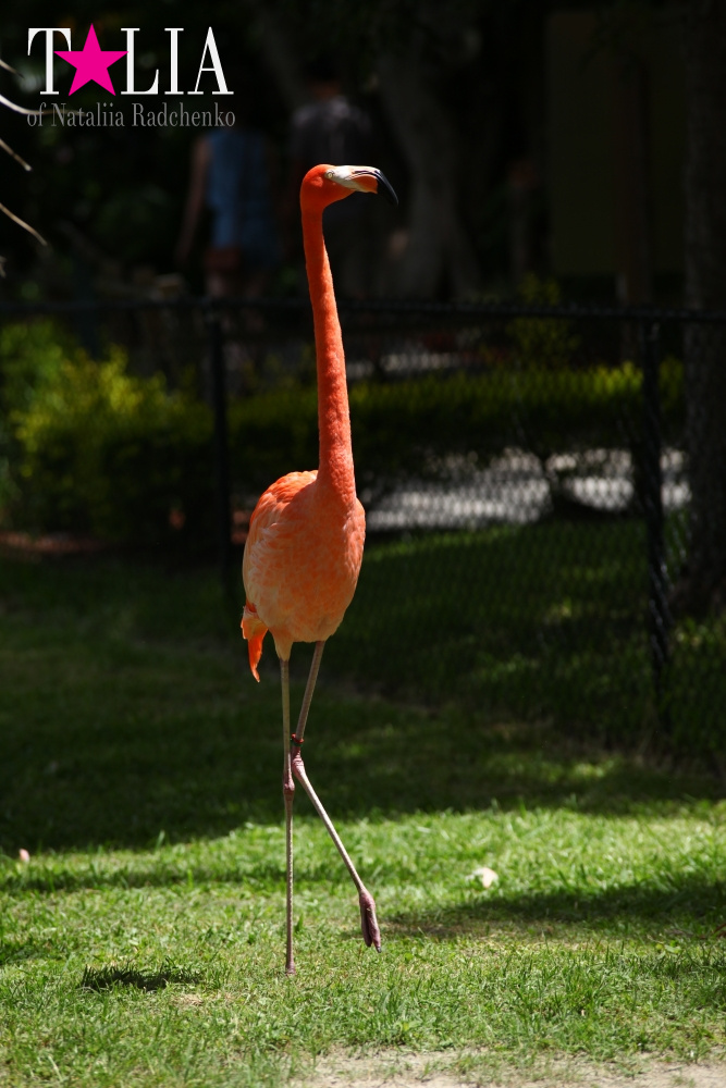 Катание на лодке вокруг Острова обезьян в Стране Львов, Флорида