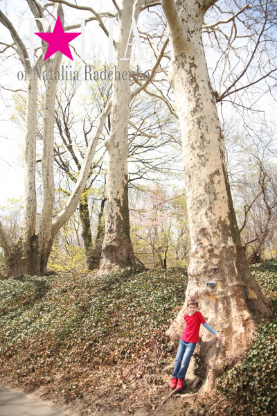 Бруклинский Ботанический Сад в Нью-Йорке (Brooklyn Botanic Garden)