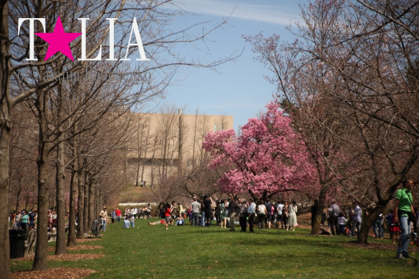 Бруклинский Ботанический Сад в Нью-Йорке (Brooklyn Botanic Garden)