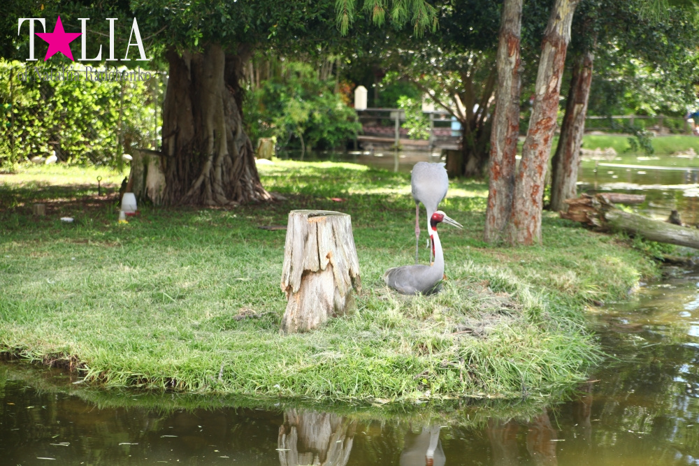 Катание на лодке вокруг Острова обезьян в Стране Львов, Флорида