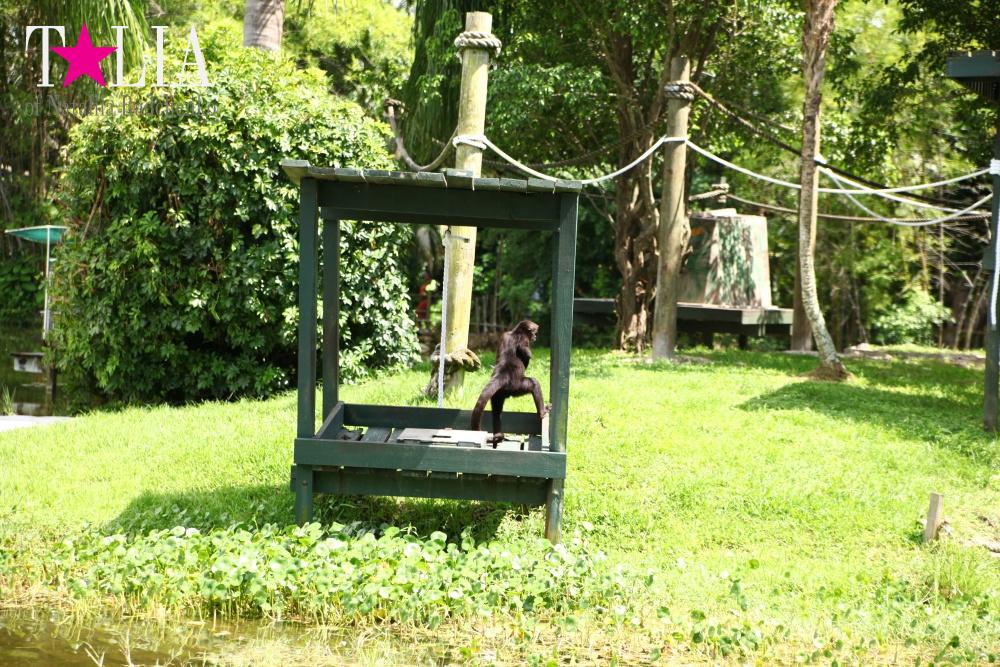 Катание на лодке вокруг Острова обезьян в Стране Львов, Флорида