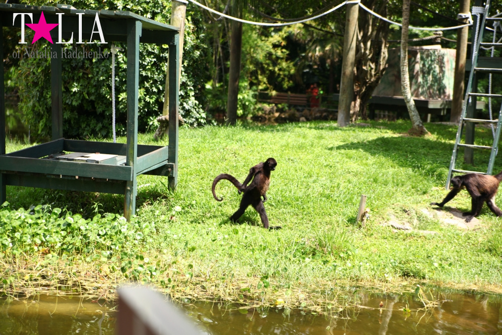 Катание на лодке вокруг Острова обезьян в Стране Львов, Флорида