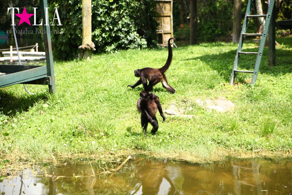 Катание на лодке вокруг Острова обезьян в Стране Львов, Флорида