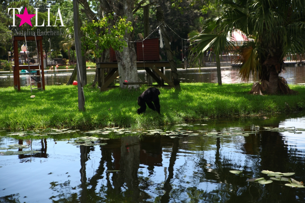 Катание на лодке вокруг Острова обезьян в Стране Львов, Флорида