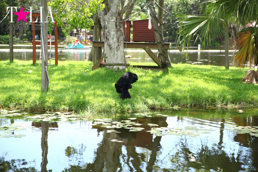Катание на лодке вокруг Острова обезьян в Стране Львов, Флорида