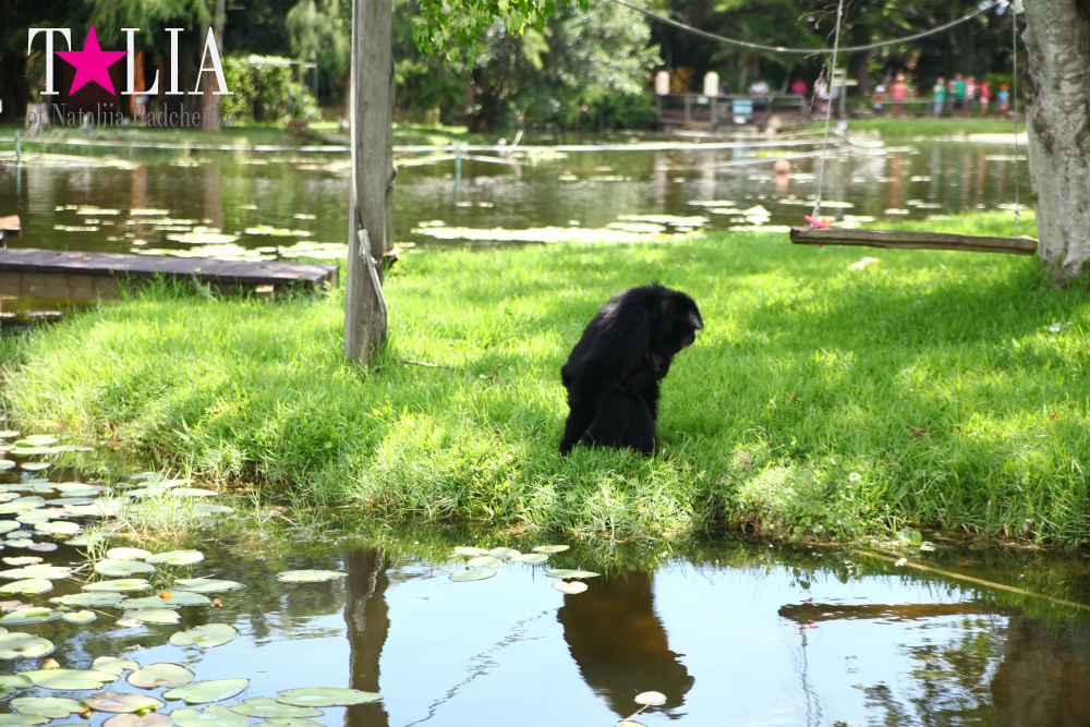 Катание на лодке вокруг Острова обезьян в Стране Львов, Флорида