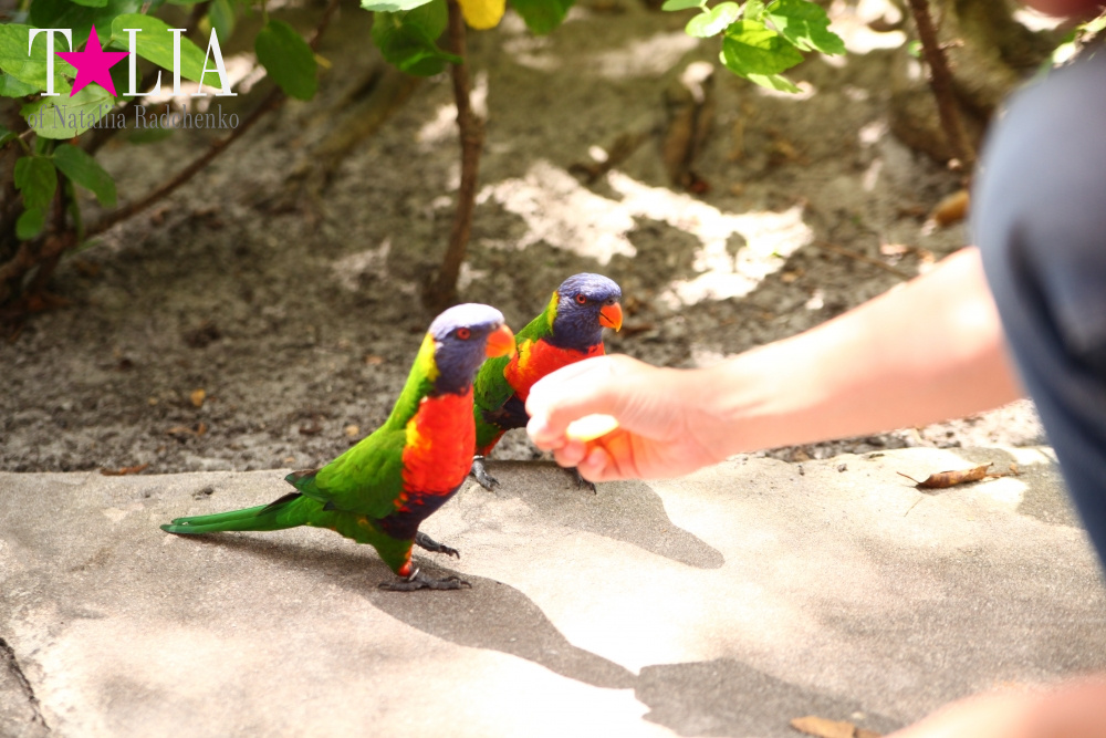 Кормление попугаев в сафари-парке Страна Львов, Майами, Флорида