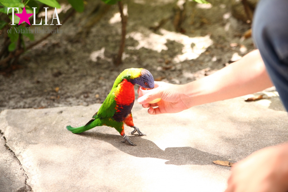 Кормление попугаев в сафари-парке Страна Львов, Майами, Флорида