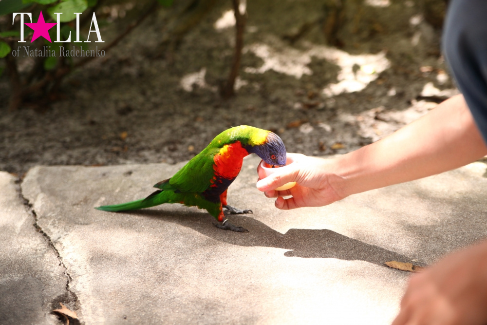 Кормление попугаев в сафари-парке Страна Львов, Майами, Флорида