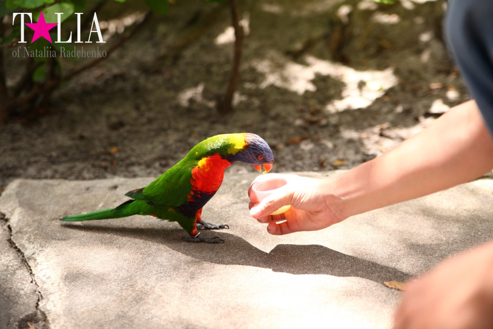 Кормление попугаев в сафари-парке Страна Львов, Майами, Флорида