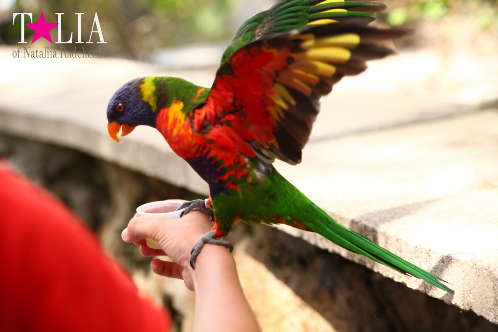Кормление попугаев в сафари-парке Страна Львов, Майами, Флорида