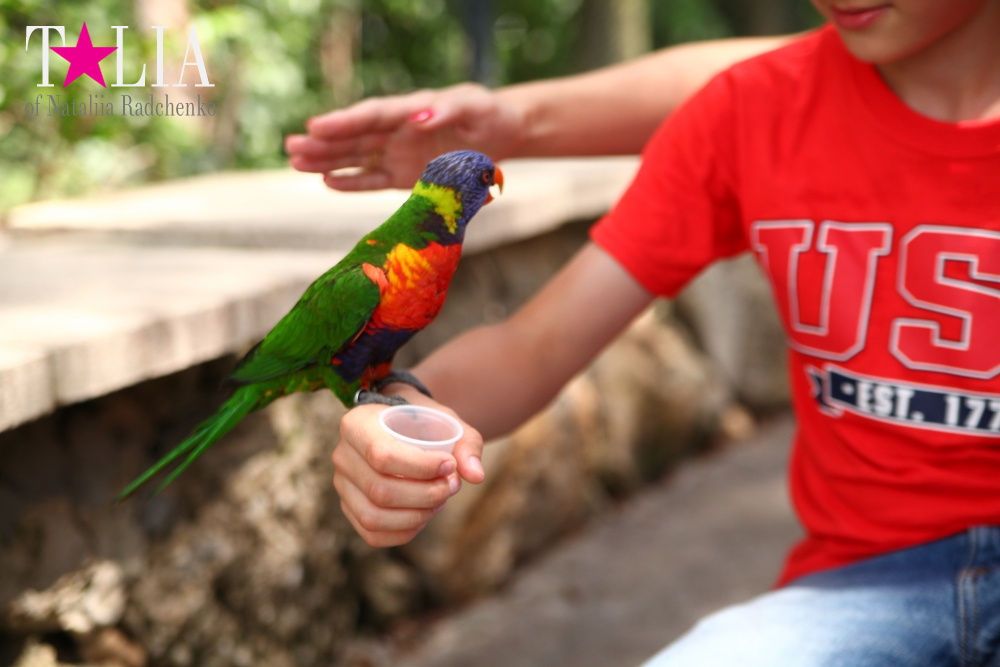 Кормление попугаев в сафари-парке Страна Львов, Майами, Флорида
