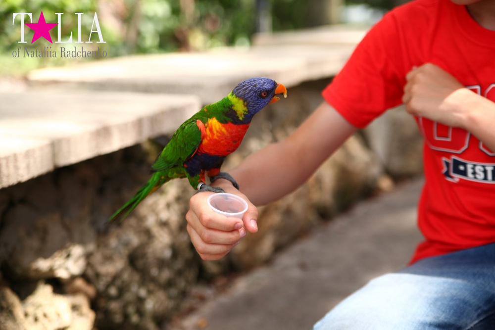 Кормление попугаев в сафари-парке Страна Львов, Майами, Флорида
