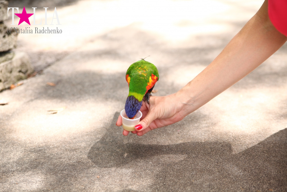 Кормление попугаев в сафари-парке Страна Львов, Майами, Флорида