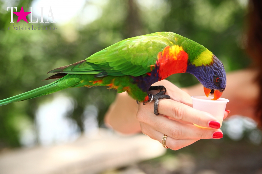 Кормление попугаев в сафари-парке Страна Львов, Майами, Флорида