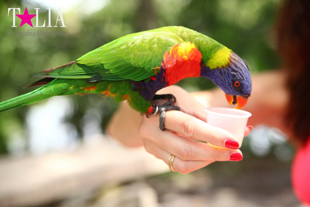 Кормление попугаев в сафари-парке Страна Львов, Майами, Флорида