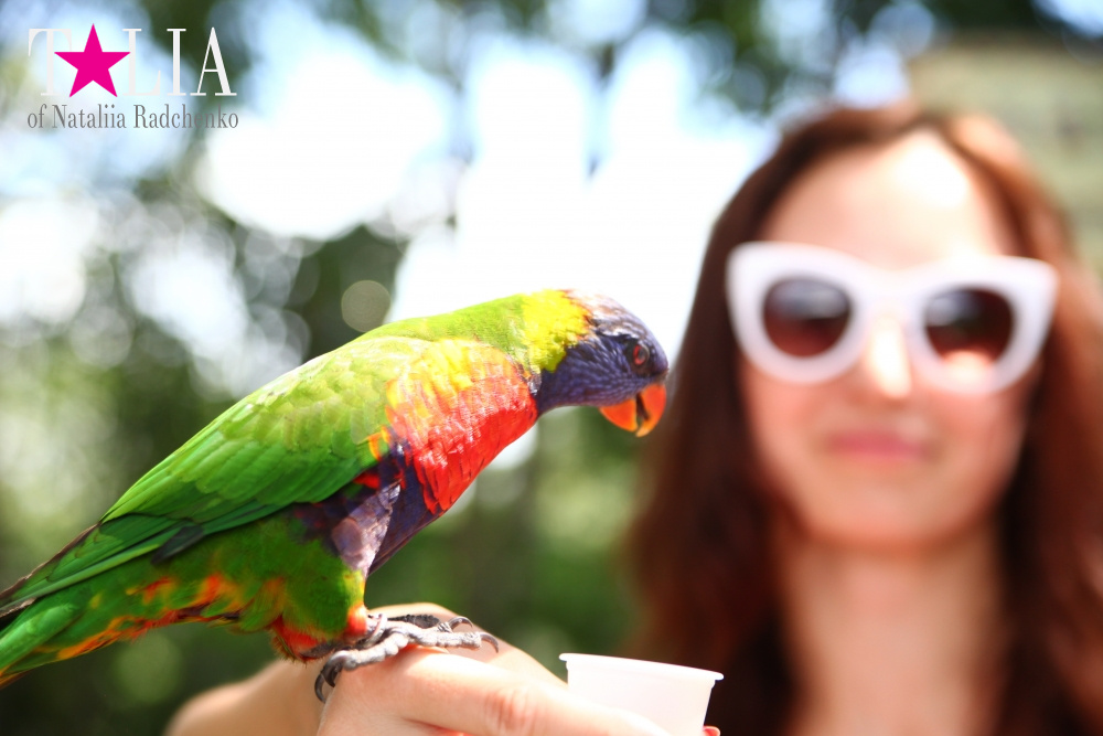 Кормление попугаев в сафари-парке Страна Львов, Майами, Флорида