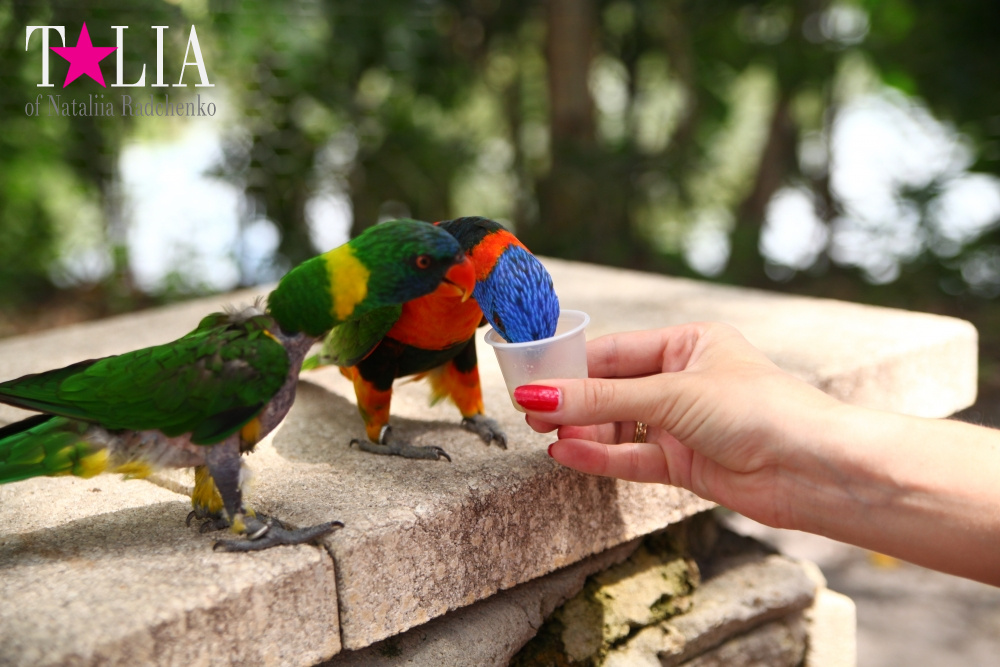 Кормление попугаев в сафари-парке Страна Львов, Майами, Флорида