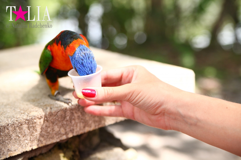 Кормление попугаев в сафари-парке Страна Львов, Майами, Флорида