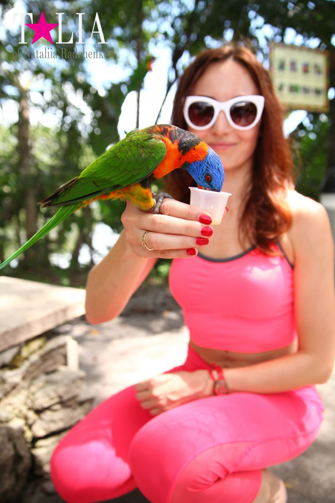 Кормление попугаев в сафари-парке Страна Львов, Майами, Флорида