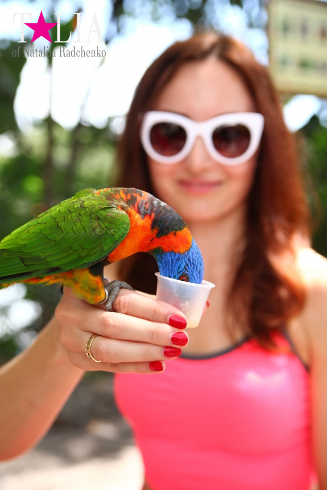 Кормление попугаев в сафари-парке Страна Львов, Майами, Флорида