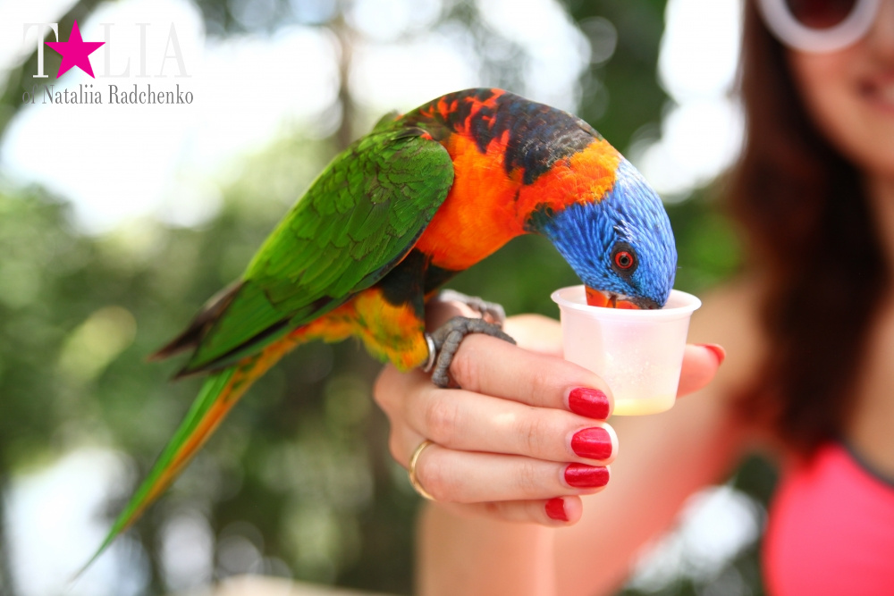 Кормление попугаев в сафари-парке Страна Львов, Майами, Флорида