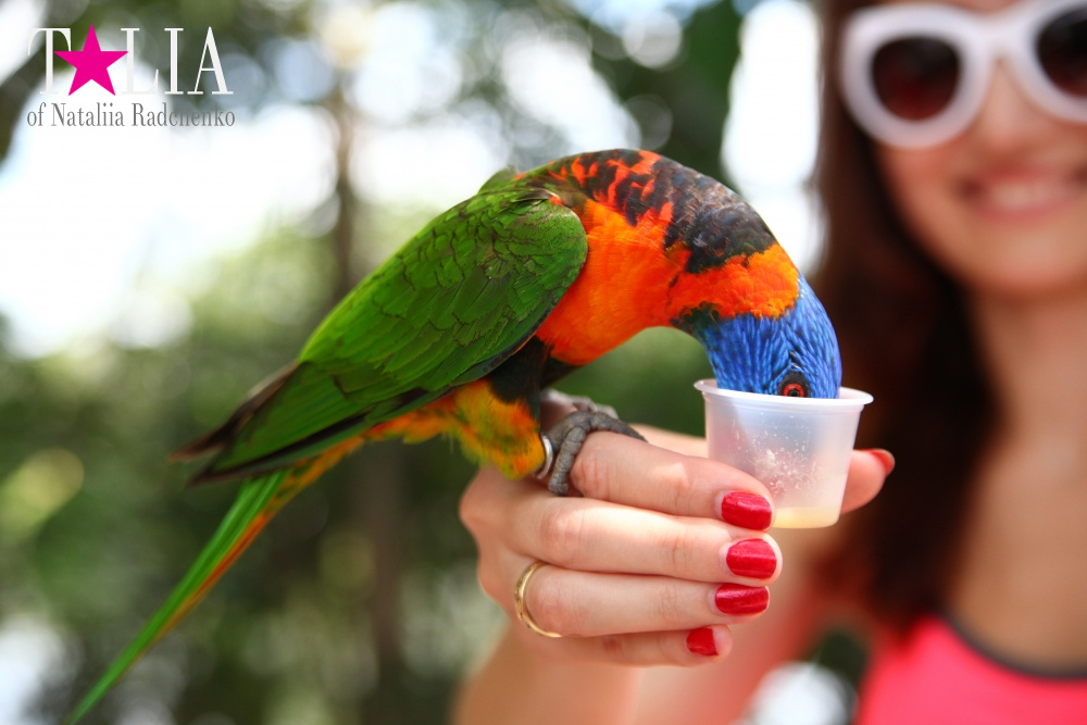 Кормление попугаев в сафари-парке Страна Львов, Майами, Флорида