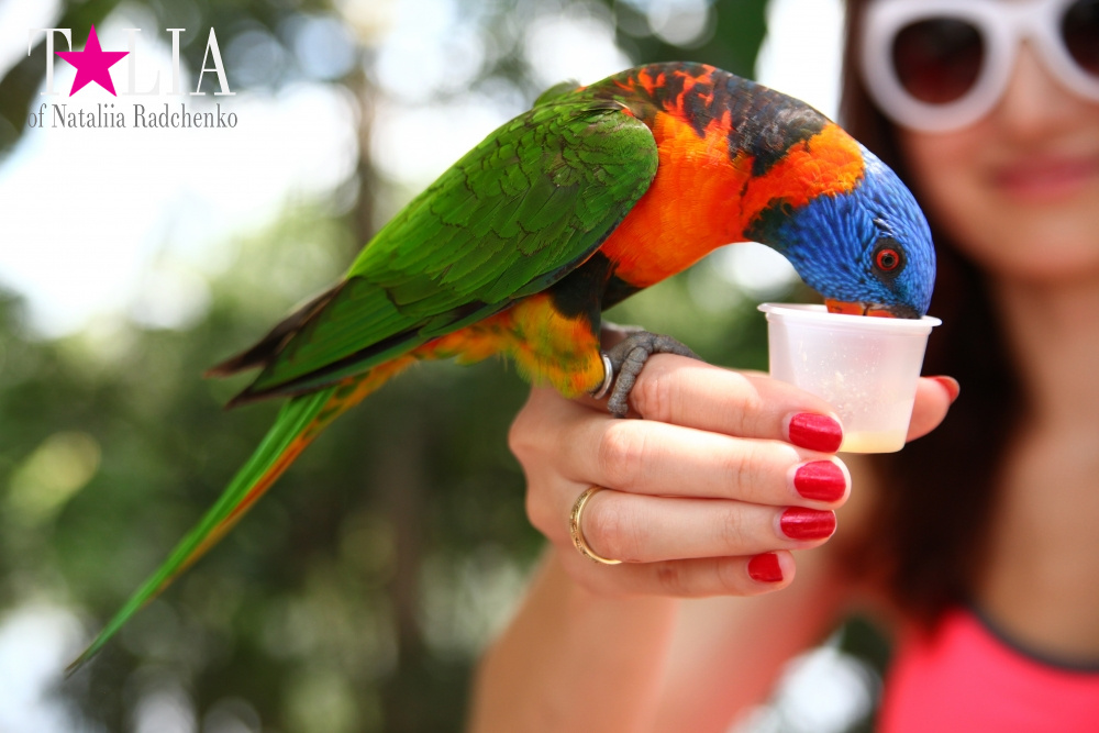 Кормление попугаев в сафари-парке Страна Львов, Майами, Флорида