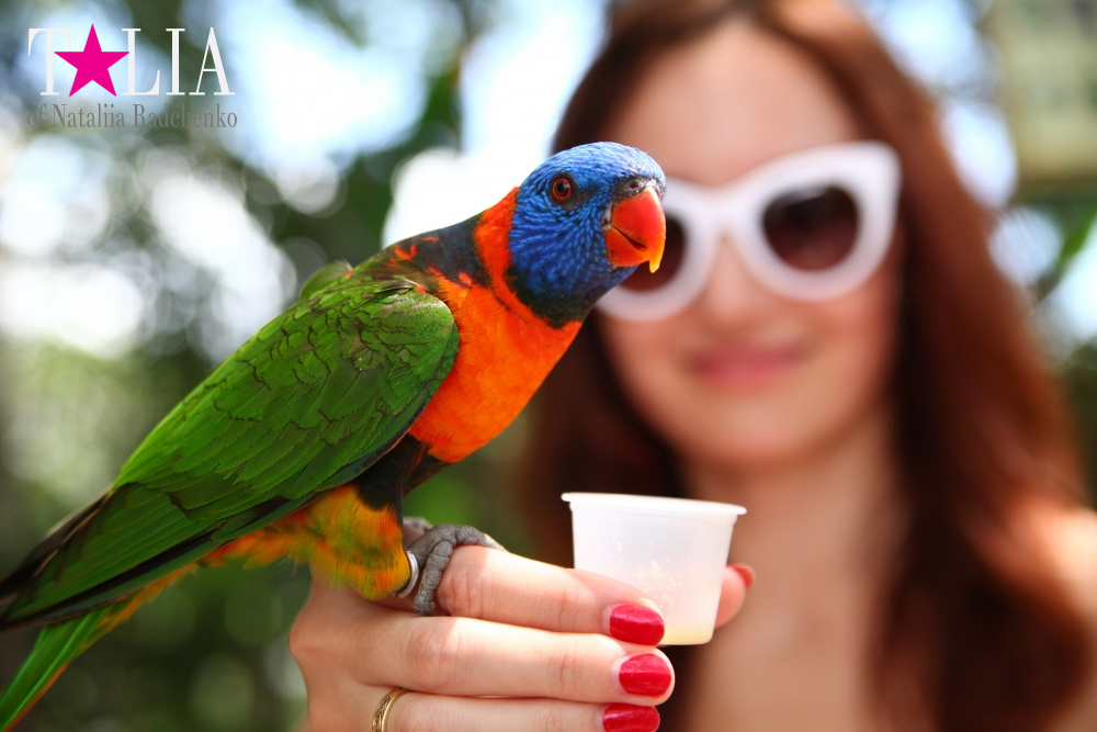 Кормление попугаев в сафари-парке Страна Львов, Майами, Флорида