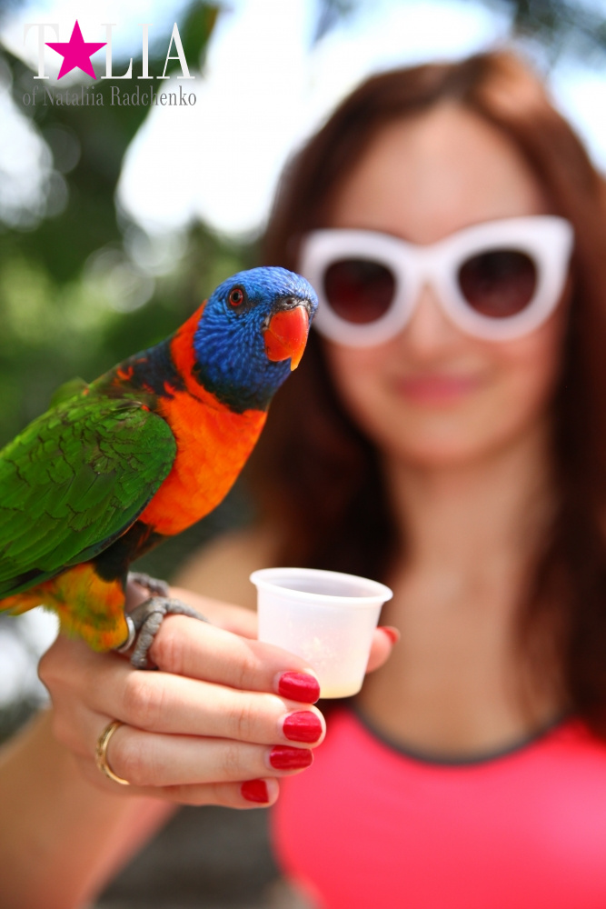 Кормление попугаев в сафари-парке Страна Львов, Майами, Флорида