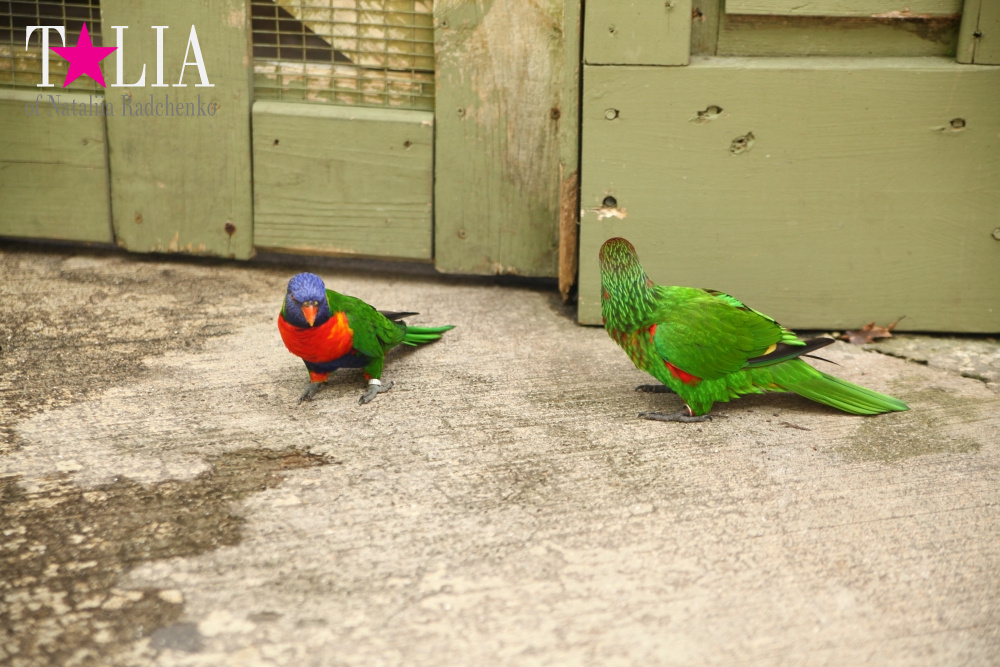 Кормление попугаев в сафари-парке Страна Львов, Майами, Флорида
