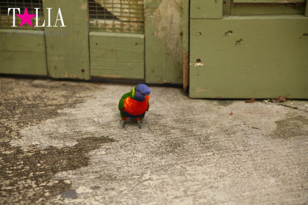 Кормление попугаев в сафари-парке Страна Львов, Майами, Флорида