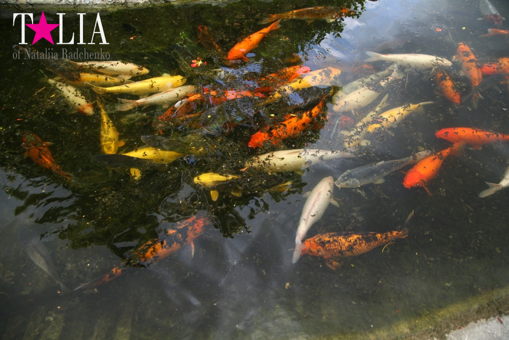 Катание на лодке вокруг Острова обезьян в Стране Львов, Флорида