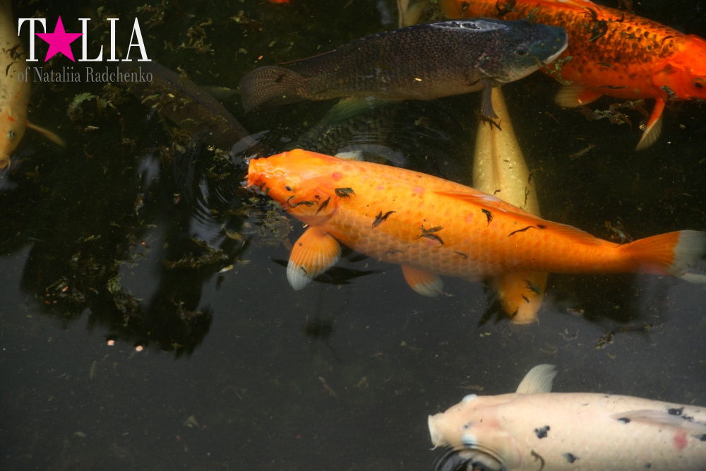 Катание на лодке вокруг Острова обезьян в Стране Львов, Флорида