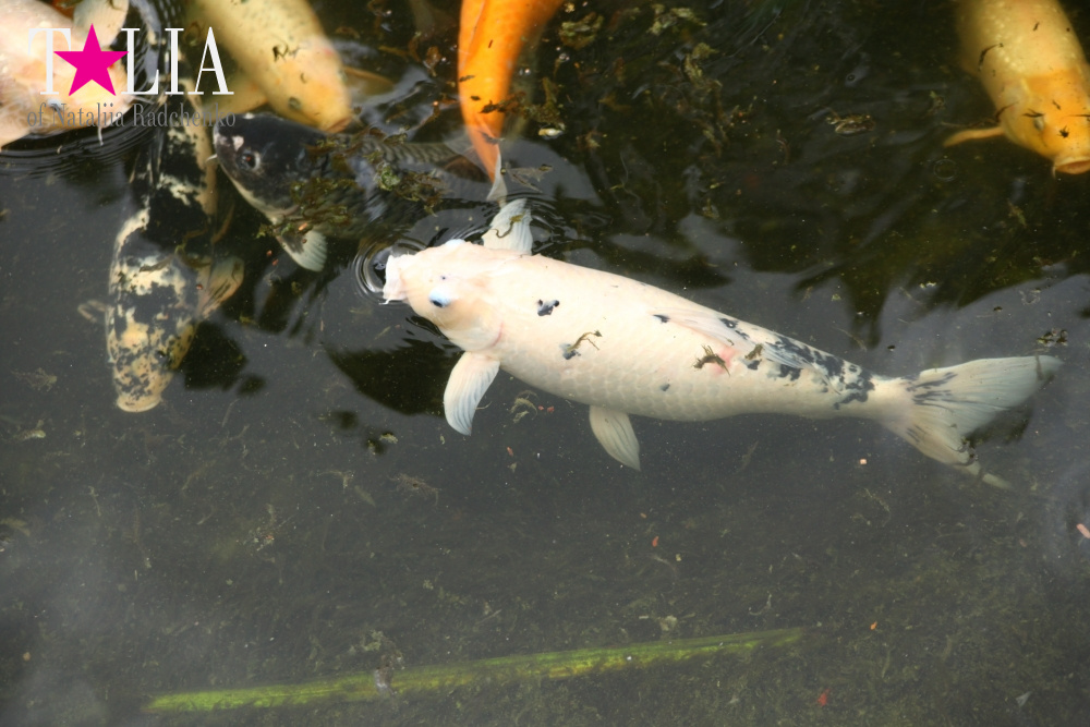 Катание на лодке вокруг Острова обезьян в Стране Львов, Флорида