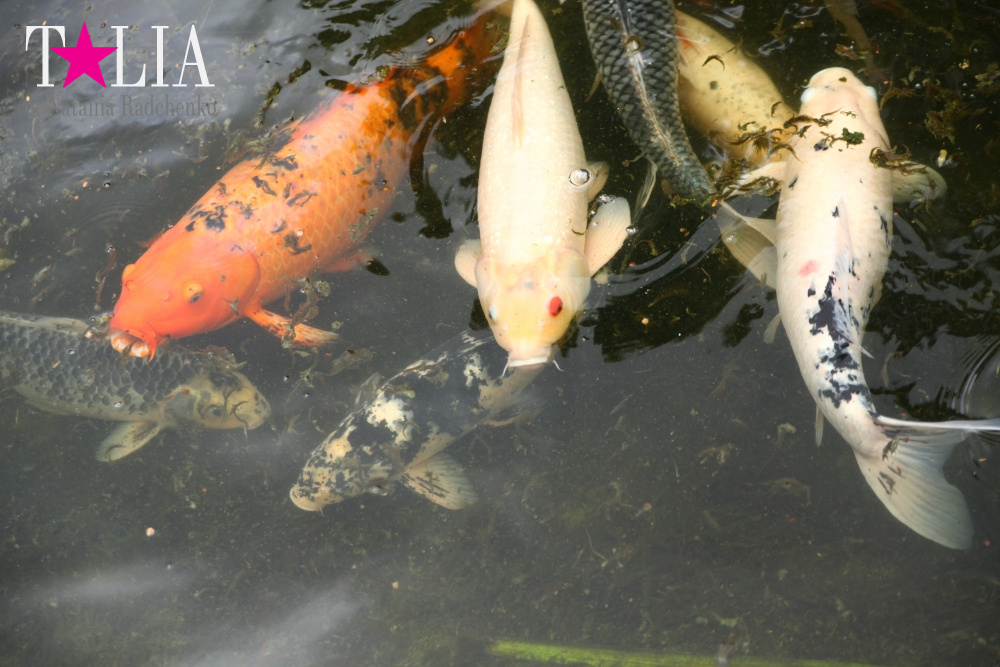 Катание на лодке вокруг Острова обезьян в Стране Львов, Флорида