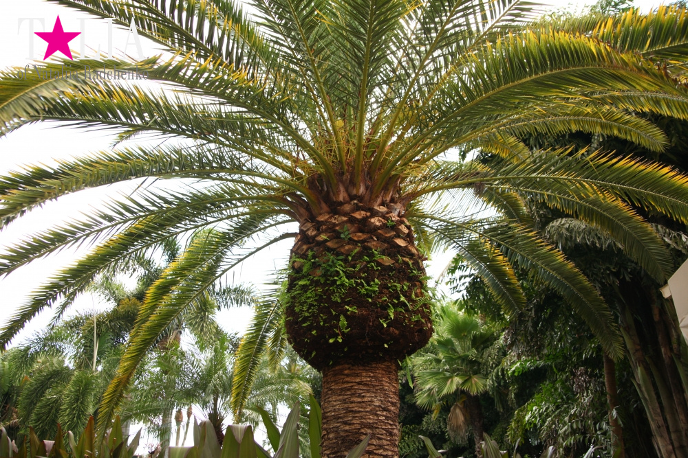 Катание на лодке вокруг Острова обезьян в Стране Львов, Флорида