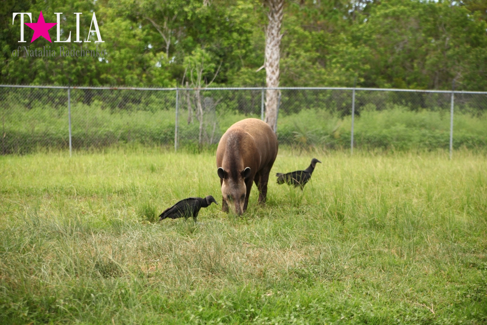 Львиное сафари в Майами (Lion Country Safari) 2 часть