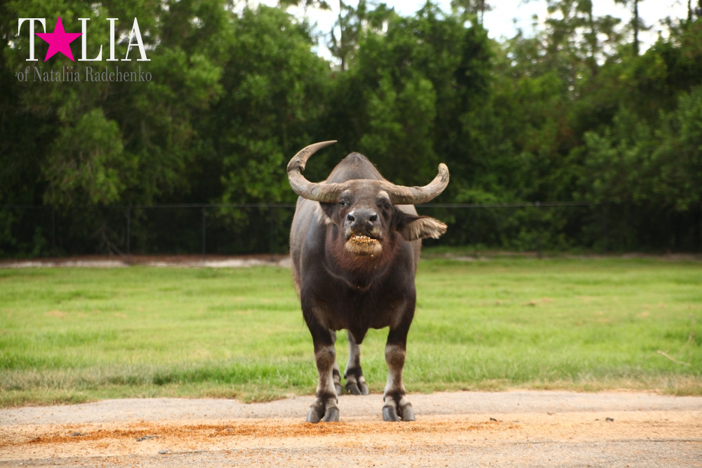 Львиное сафари в Майами (Lion Country Safari) 2 часть