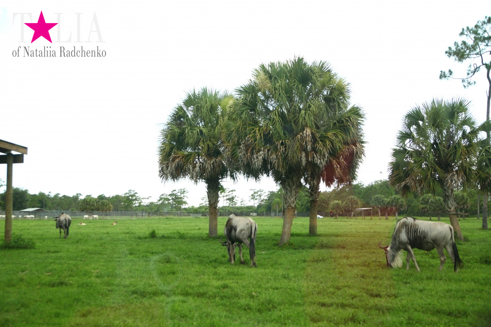 Львиное сафари в Майами (Lion Country Safari) 2 часть